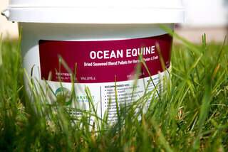 Ocean Equine